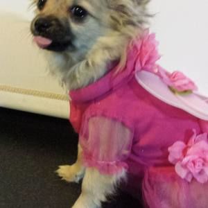 Meet your Posher, Elaine